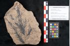 Foto (Objekt + Etikett) von Araucaria sternbergii Goeppert (NHMW-GEO-2024-0188-8297)